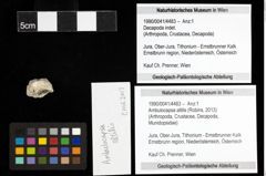 Foto (Objekt + Etiketten) von Ambulocapsa altilis (Robins, 2013) 